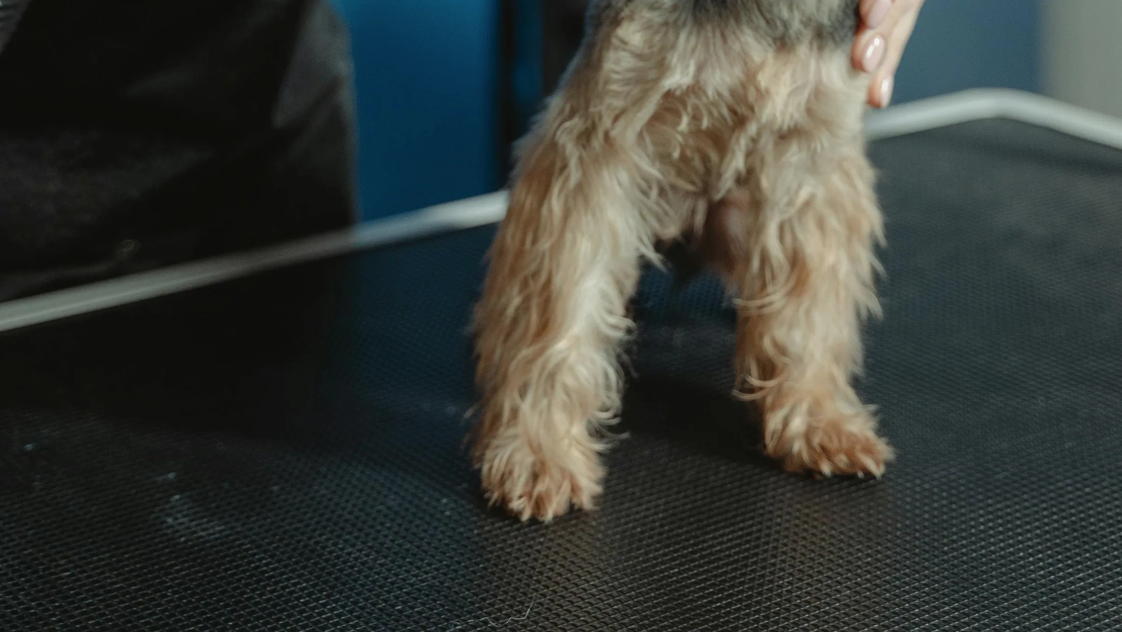 A calm small dog on a grooming table with careful hands nearby.